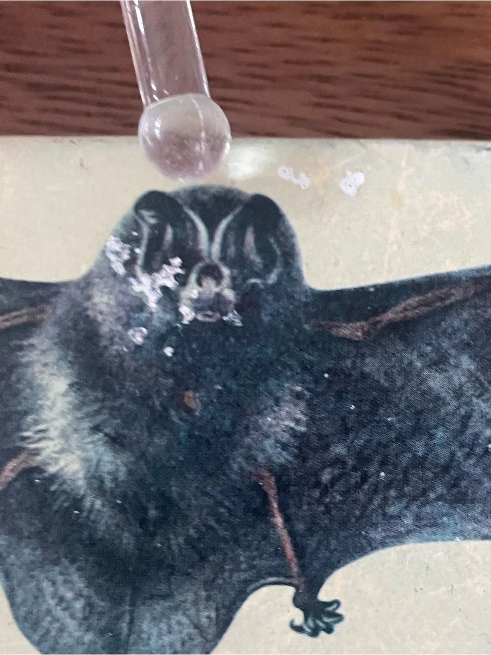 Set of 4 Cream Bat Illustration Coasters – Decorative Stone Drink Coasters
